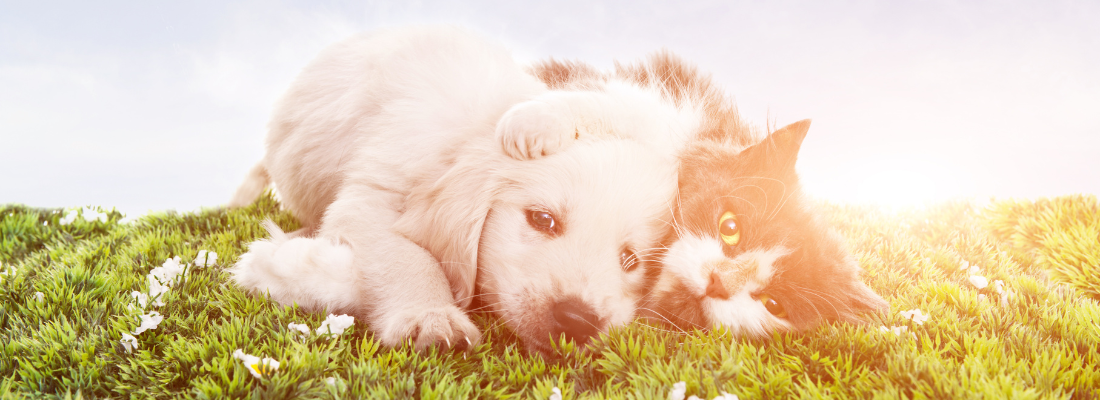 banner Image